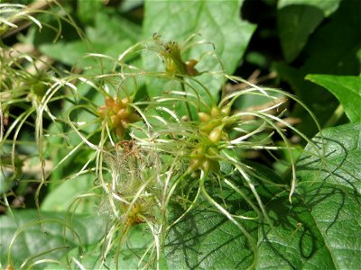 Gewöhnliche Waldrebe (Clematis vitalba) in der Schwetzinger Hardt