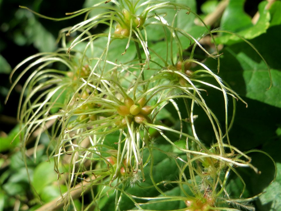 Gewöhnliche Waldrebe (Clematis vitalba) in der Schwetzinger Hardt