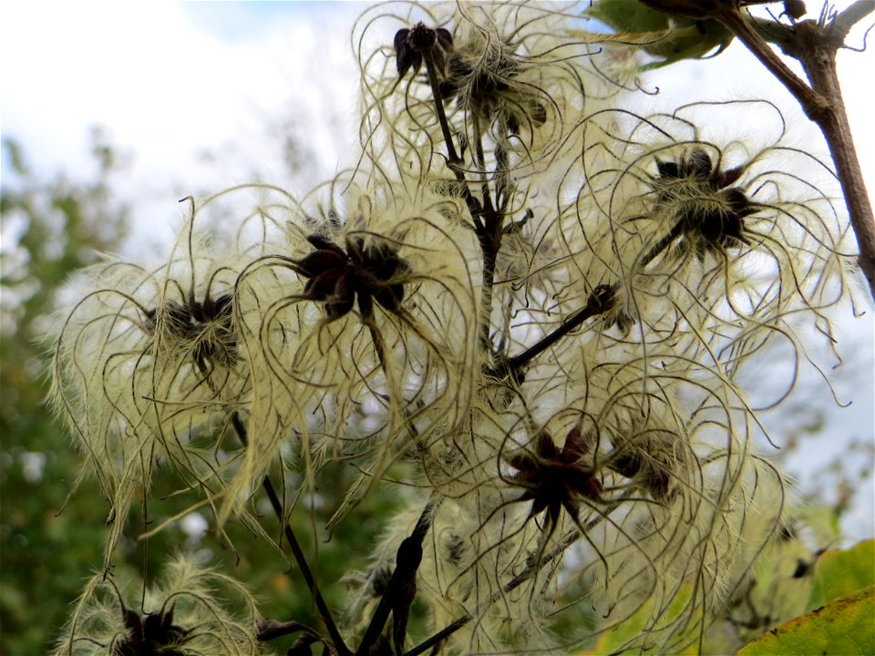Gewöhnliche Waldrebe (Clematis vitalba) in einem aufgelassenen Schrebergarten in Hockenheim
