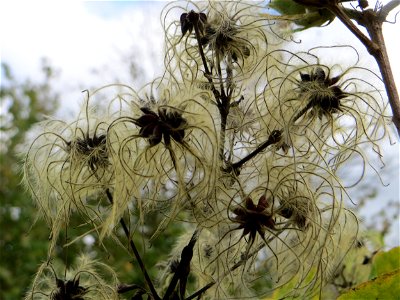 Gewöhnliche Waldrebe (Clematis vitalba) in einem aufgelassenen Schrebergarten in Hockenheim