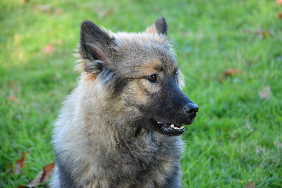 Black muzzle portrait of profile canine
