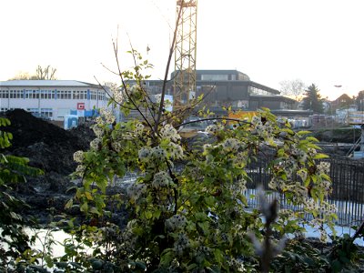 Gewöhnliche Waldrebe (Clematis vitalba) am Rand der Baustelle zur Krauchbachregulierung in Hockenheim