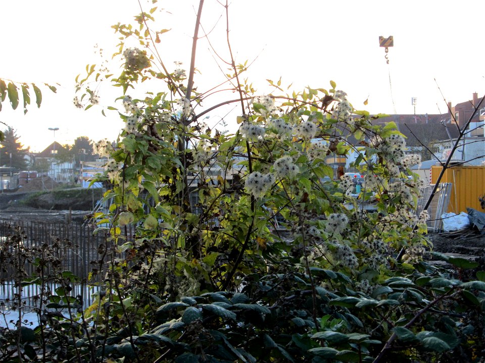 Gewöhnliche Waldrebe (Clematis vitalba) am Rand der Baustelle zur Krauchbachregulierung in Hockenheim