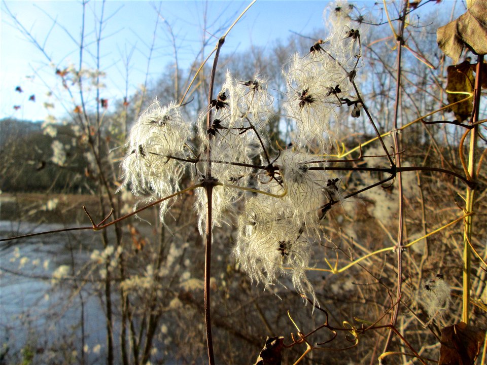 Gewöhnliche Waldrebe (Clematis vitalba) am Staden in Saarbrücken