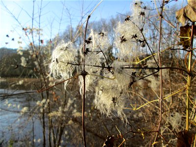 Gewöhnliche Waldrebe (Clematis vitalba) am Staden in Saarbrücken