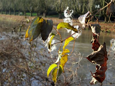 Gewöhnliche Waldrebe (Clematis vitalba) am Staden in Saarbrücken