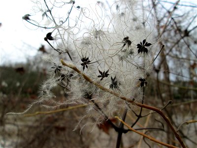 Gewöhnliche Waldrebe (Clematis vitalba) an der Saar in Saarbrücken