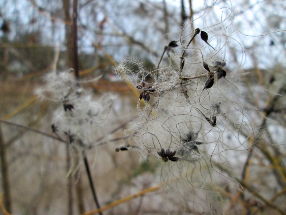 Gewöhnliche Waldrebe (Clematis vitalba) an der Saar in Saarbrücken