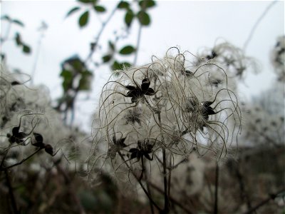 Gewöhnliche Waldrebe (Clematis vitalba) in Hockenheim