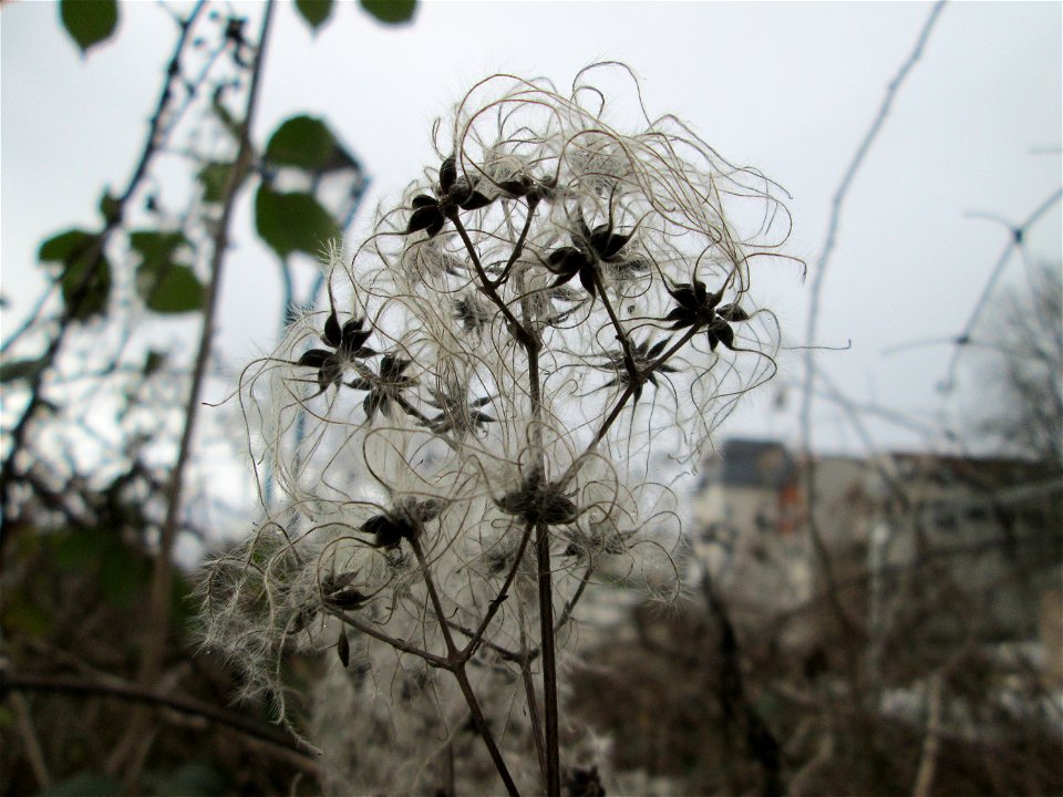 Gewöhnliche Waldrebe (Clematis vitalba) in Hockenheim