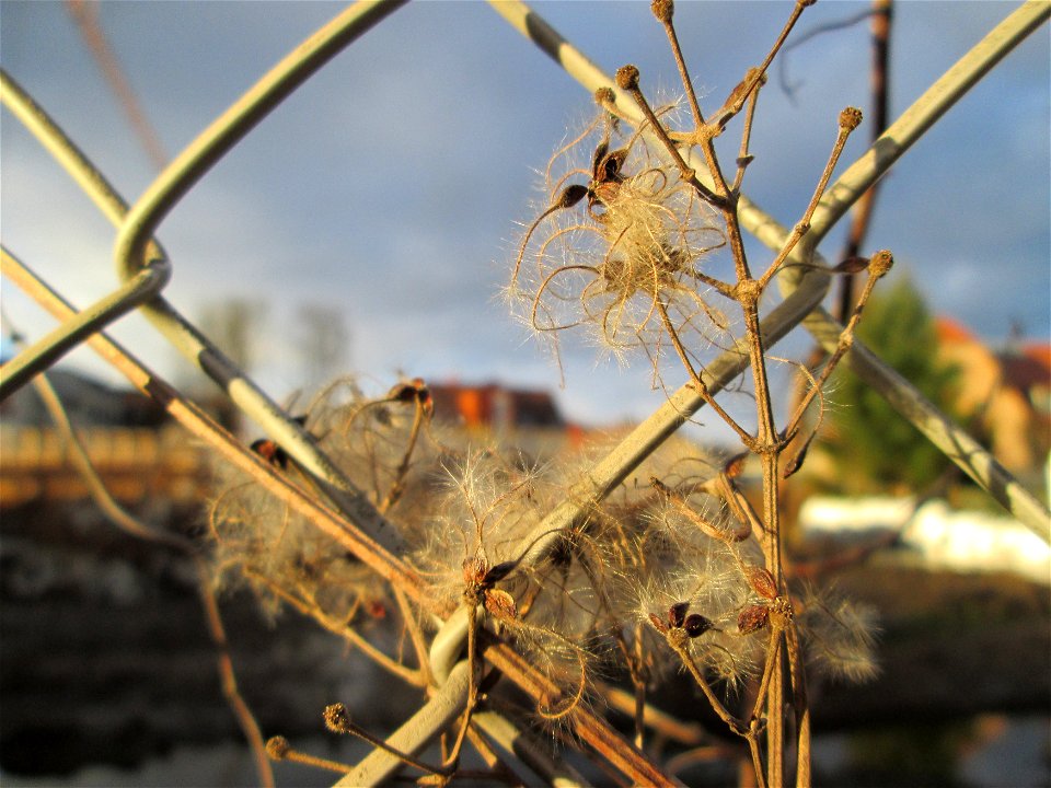 Gewöhnliche Waldrebe (Clematis vitalba) in Hockenheim