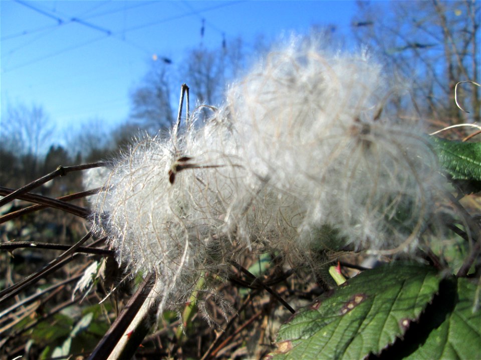 Gewöhnliche Waldrebe (Clematis vitalba) in Brebach-Fechingen