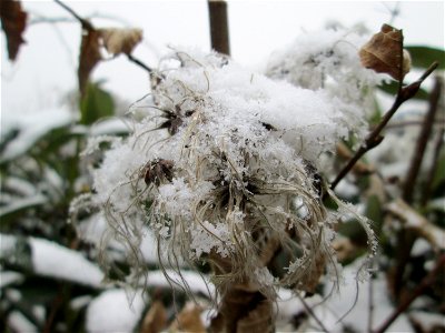 Gewöhnliche Waldrebe (Clematis vitalba) am Staden in Saarbrücken bei Neuschnee am 2. März 2018