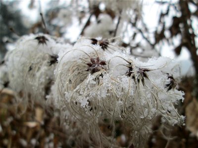 Gewöhnliche Waldrebe (Clematis vitalba) am Staden in Saarbrücken bei Neuschnee am 2. März 2018
