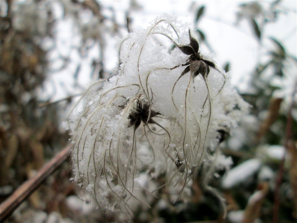 Gewöhnliche Waldrebe (Clematis vitalba) am Staden in Saarbrücken bei Neuschnee am 2. März 2018