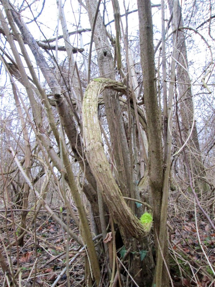 "Lianen" der Gewöhnlichen Waldrebe (Clematis vitalba) auf der Ketscher Rheininsel