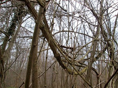 "Lianen" der Gewöhnlichen Waldrebe (Clematis vitalba) auf der Ketscher Rheininsel