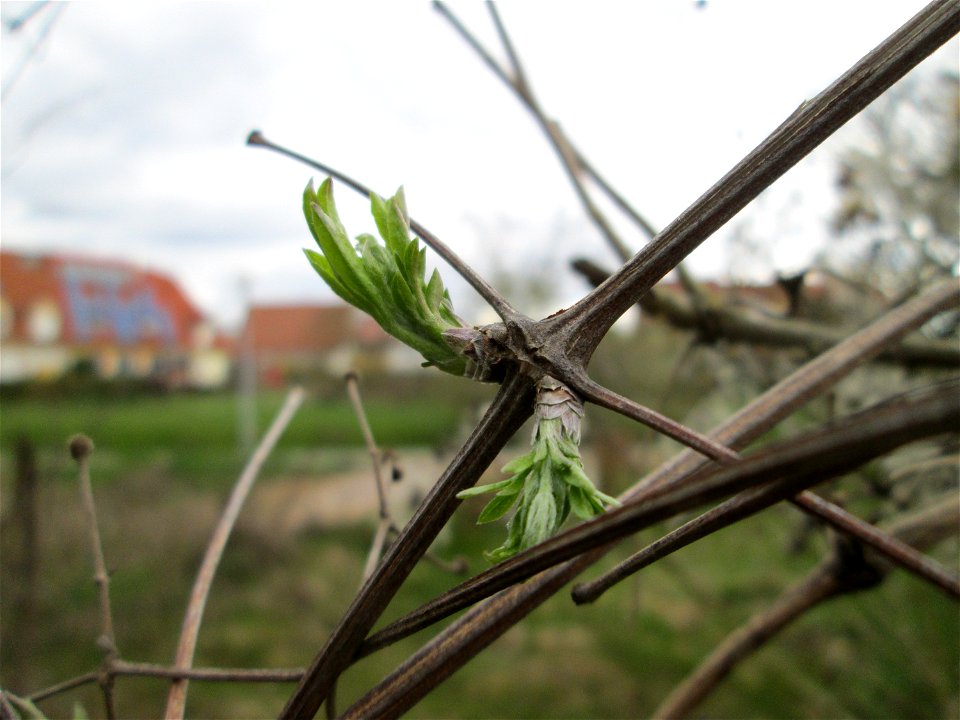 Aufspringende Blattknospen der Gewöhnlichen Waldrebe (Clematis vitalba) in Hockenheim
