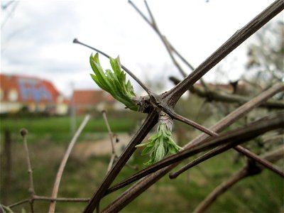 Aufspringende Blattknospen der Gewöhnlichen Waldrebe (Clematis vitalba) in Hockenheim