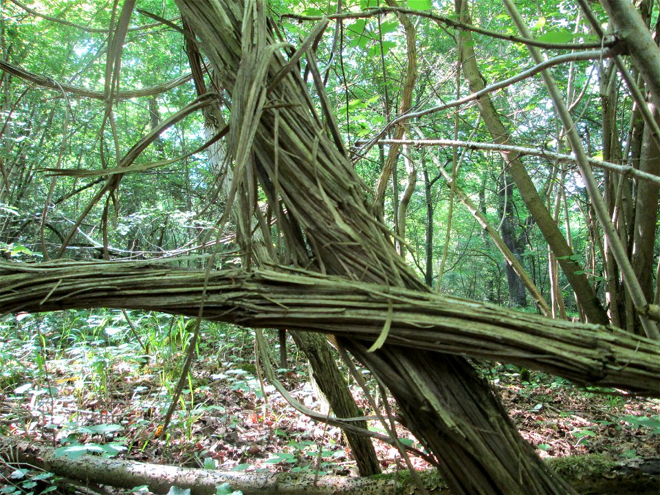 Mächtige "Lianen" der Gewöhnlichen Waldrebe (Clematis vitalba) im Naturschutzgebiet „Ketscher Rheininsel“