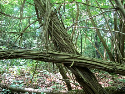 Mächtige "Lianen" der Gewöhnlichen Waldrebe (Clematis vitalba) im Naturschutzgebiet „Ketscher Rheininsel“