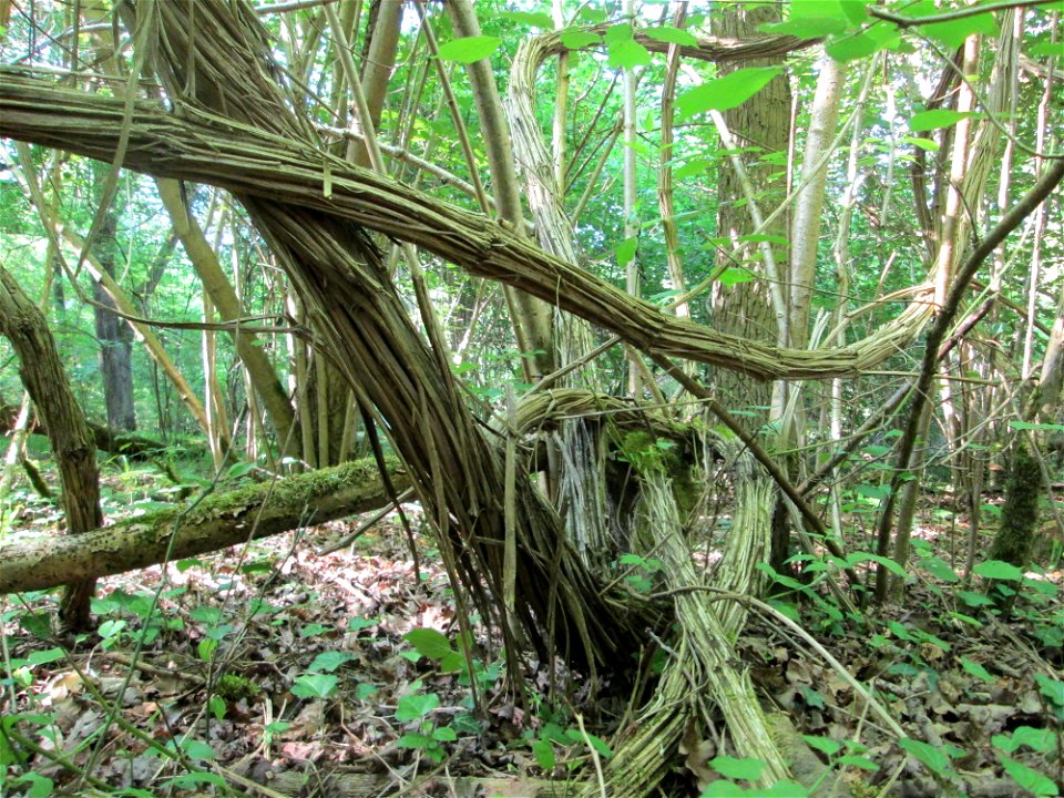 Mächtige "Lianen" der Gewöhnlichen Waldrebe (Clematis vitalba) im Naturschutzgebiet „Ketscher Rheininsel“
