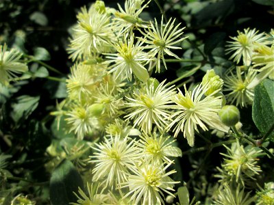 Gewöhnliche Waldrebe (Clematis vitalba) im Bürgerpark Saarbrücken