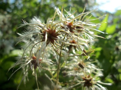 Gewöhnliche Waldrebe (Clematis vitalba) in Schwetzingen