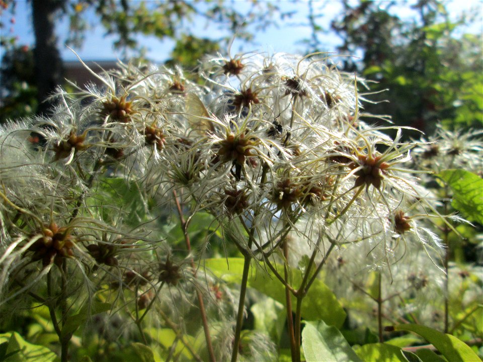 Gewöhnliche Waldrebe (Clematis vitalba) in Schwetzingen