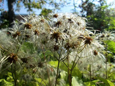 Gewöhnliche Waldrebe (Clematis vitalba) in Schwetzingen