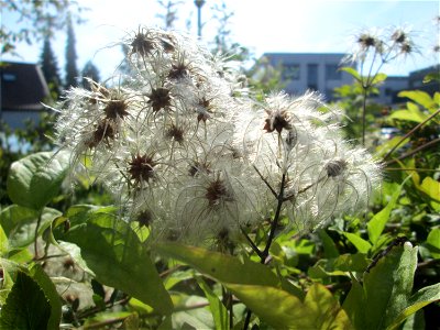 Gewöhnliche Waldrebe (Clematis vitalba) in Schwetzingen