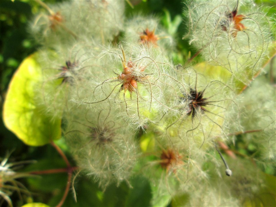 Gewöhnliche Waldrebe (Clematis vitalba) in Auersmacher