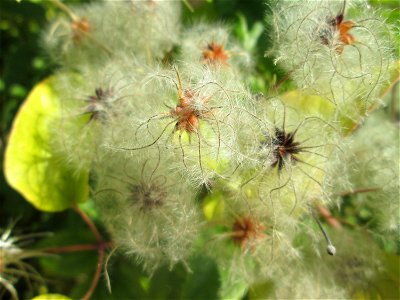 Gewöhnliche Waldrebe (Clematis vitalba) in Auersmacher