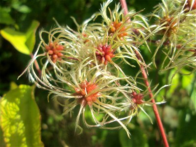 Gewöhnliche Waldrebe (Clematis vitalba) in Auersmacher
