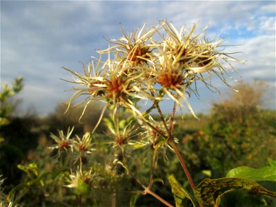 Gewöhnliche Waldrebe (Clematis vitalba) im Naturschutzgebiet Wagbachniederung