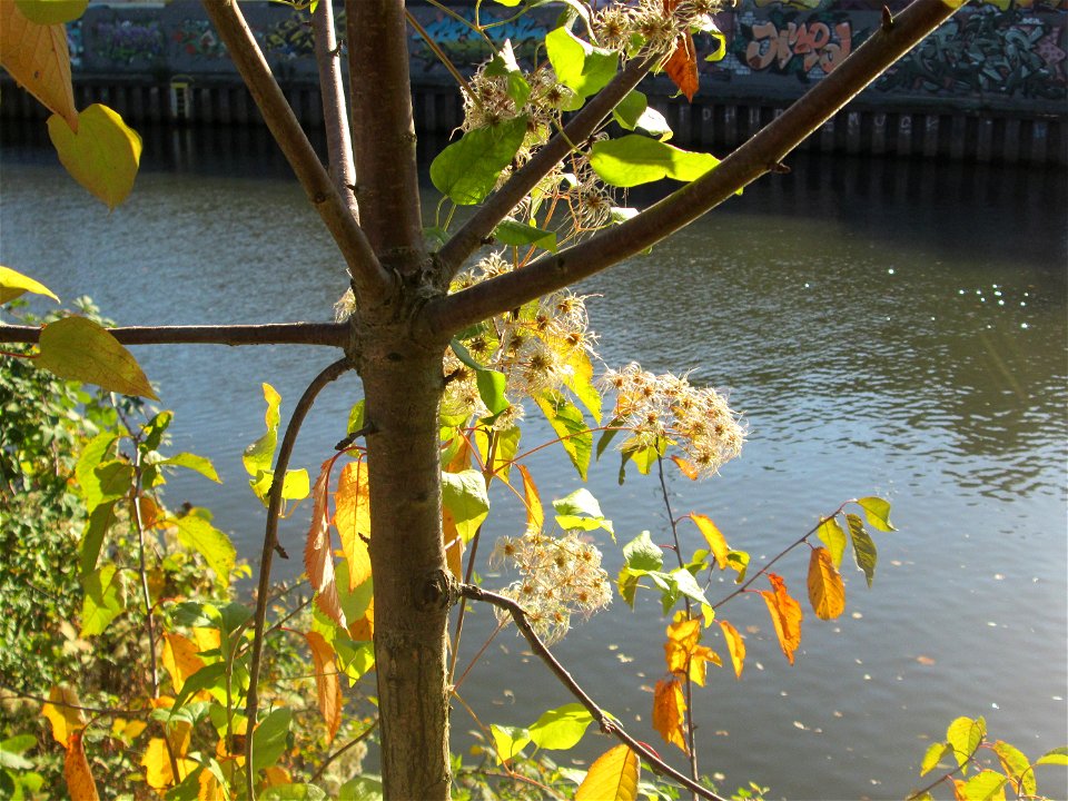 Gewöhnliche Waldrebe (Clematis vitalba) an der Saar in Saarbrücken