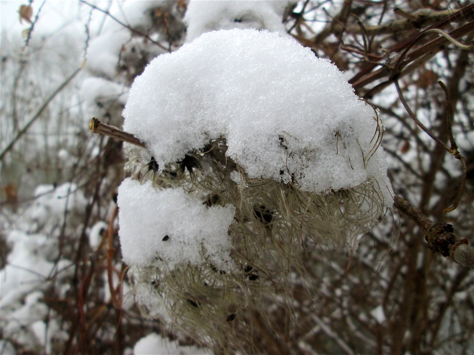 Gewöhnliche Waldrebe (Clematis vitalba) an der Saar in Saarbrücken bei Neuschnee am 16. Dezember 2018
