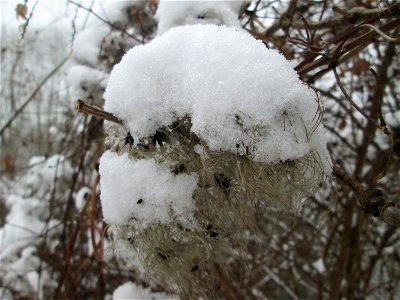 Gewöhnliche Waldrebe (Clematis vitalba) an der Saar in Saarbrücken bei Neuschnee am 16. Dezember 2018