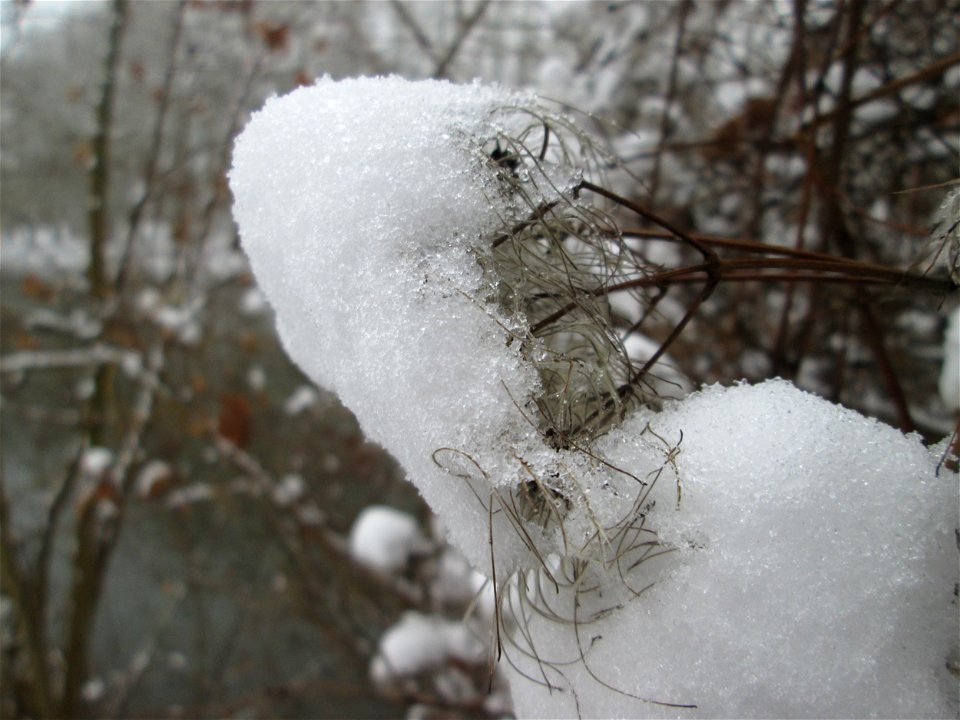 Gewöhnliche Waldrebe (Clematis vitalba) an der Saar in Saarbrücken bei Neuschnee am 16. Dezember 2018
