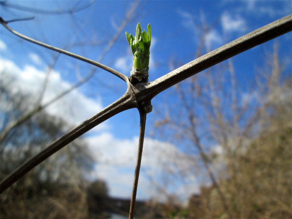 Gewöhnliche Waldrebe (Clematis vitalba) an der Saar in Saarbrücken