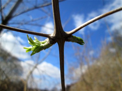 Gewöhnliche Waldrebe (Clematis vitalba) an der Saar in Saarbrücken