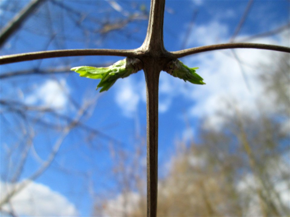Gewöhnliche Waldrebe (Clematis vitalba) an der Saar in Saarbrücken