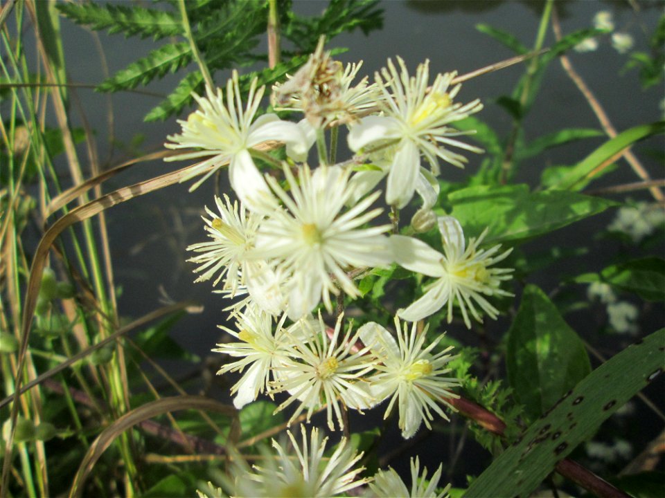 Gewöhnliche Waldrebe (Clematis vitalba) an der Saar in Saarbrücken