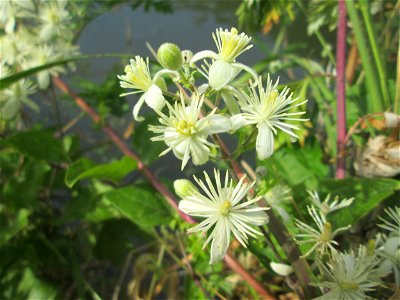 Gewöhnliche Waldrebe (Clematis vitalba) an der Saar in Saarbrücken