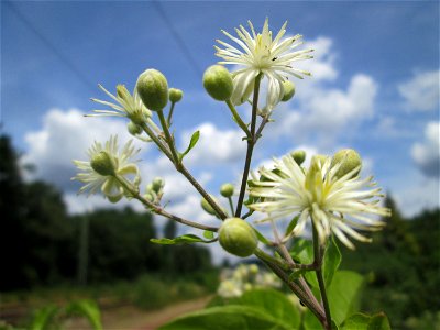 Gewöhnliche Waldrebe (Clematis vitalba) in Brebach-Fechingen