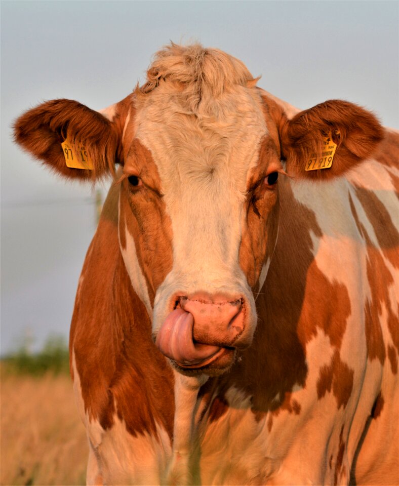 Ruminant animal livestock