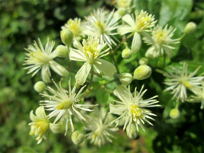 Gewöhnliche Waldrebe (Clematis vitalba) in Brebach-Fechingen