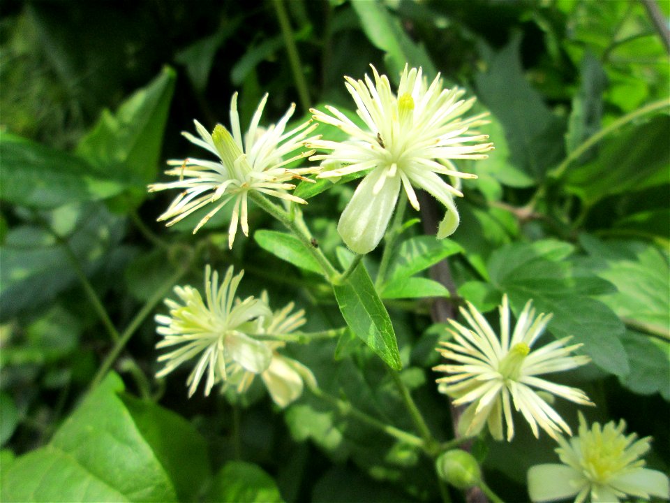 Gewöhnliche Waldrebe (Clematis vitalba) am Straßenrand in Brebach