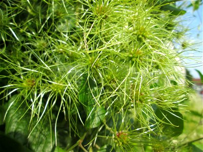 Gewöhnliche Waldrebe (Clematis vitalba) am Straßenrand in Brebach