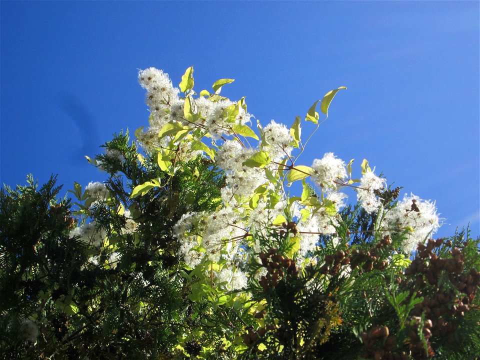 Gewöhnliche Waldrebe (Clematis vitalba) in Bischmisheim